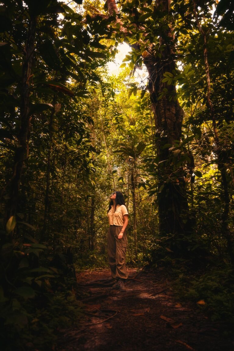 Amazon Rainforest