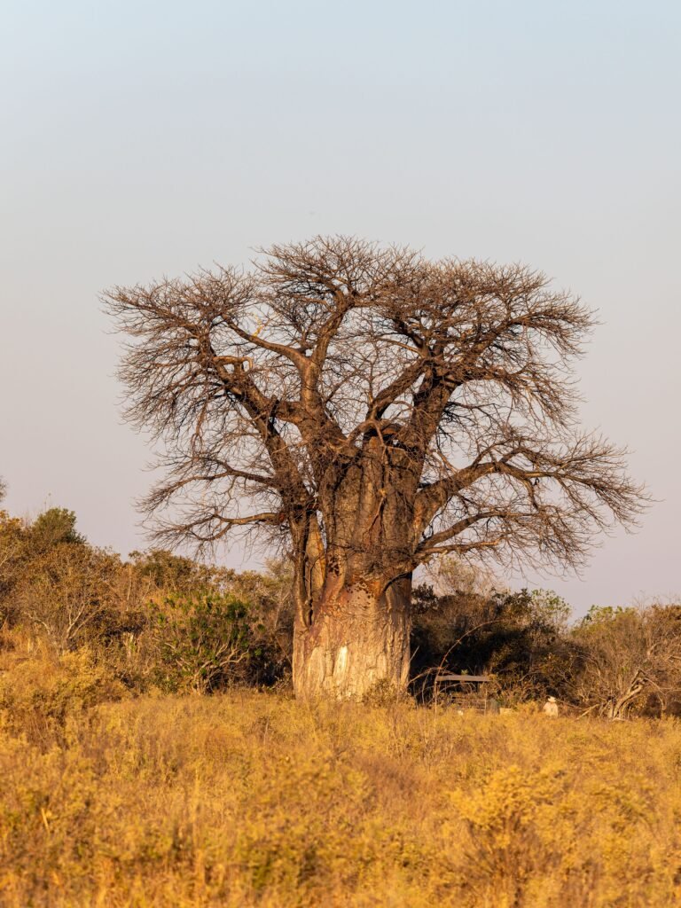 Avenue of the Baobabs