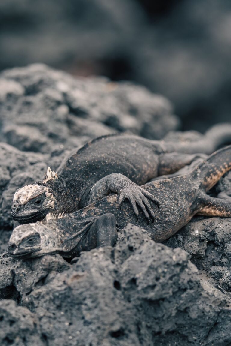 Galapagos Cruise: Entry Rules, Packing & Tips That Actually Matter