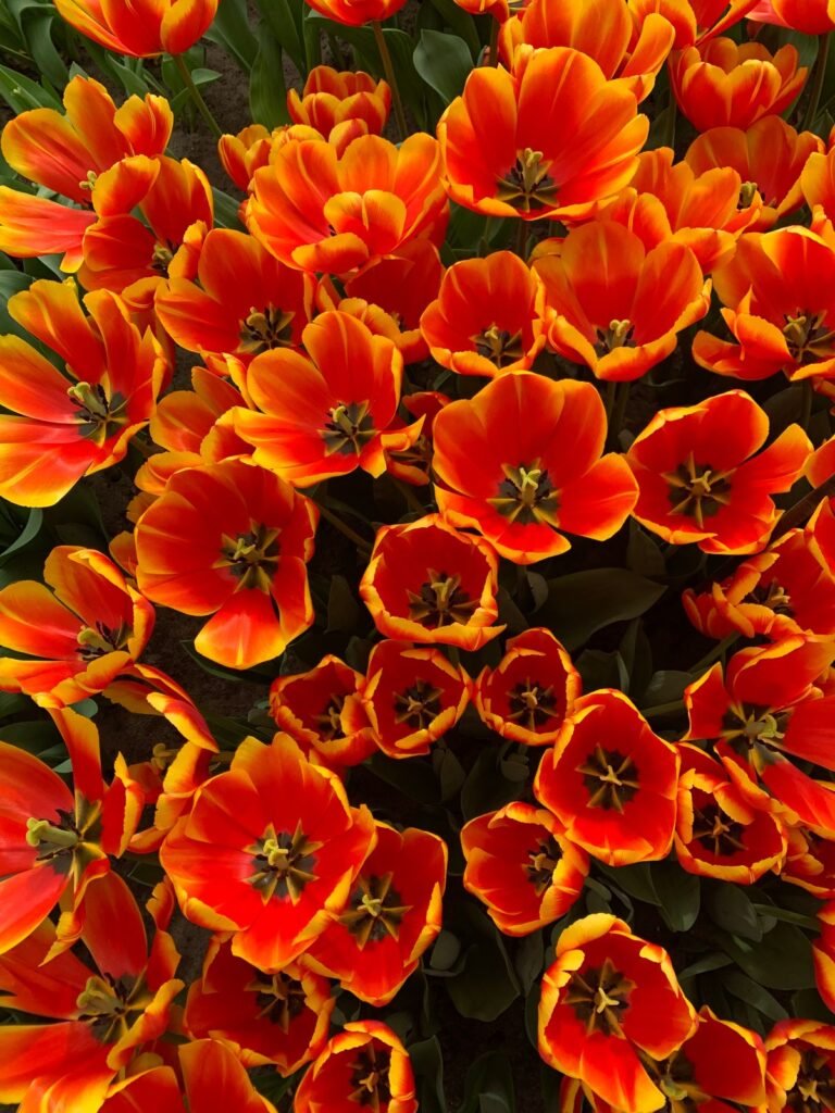 Keukenhof Tickets, Transport & Where to Stay (2026)