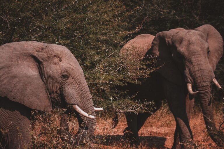 Kruger Safari Guide: The Big Five, Rest Camps and Best Season