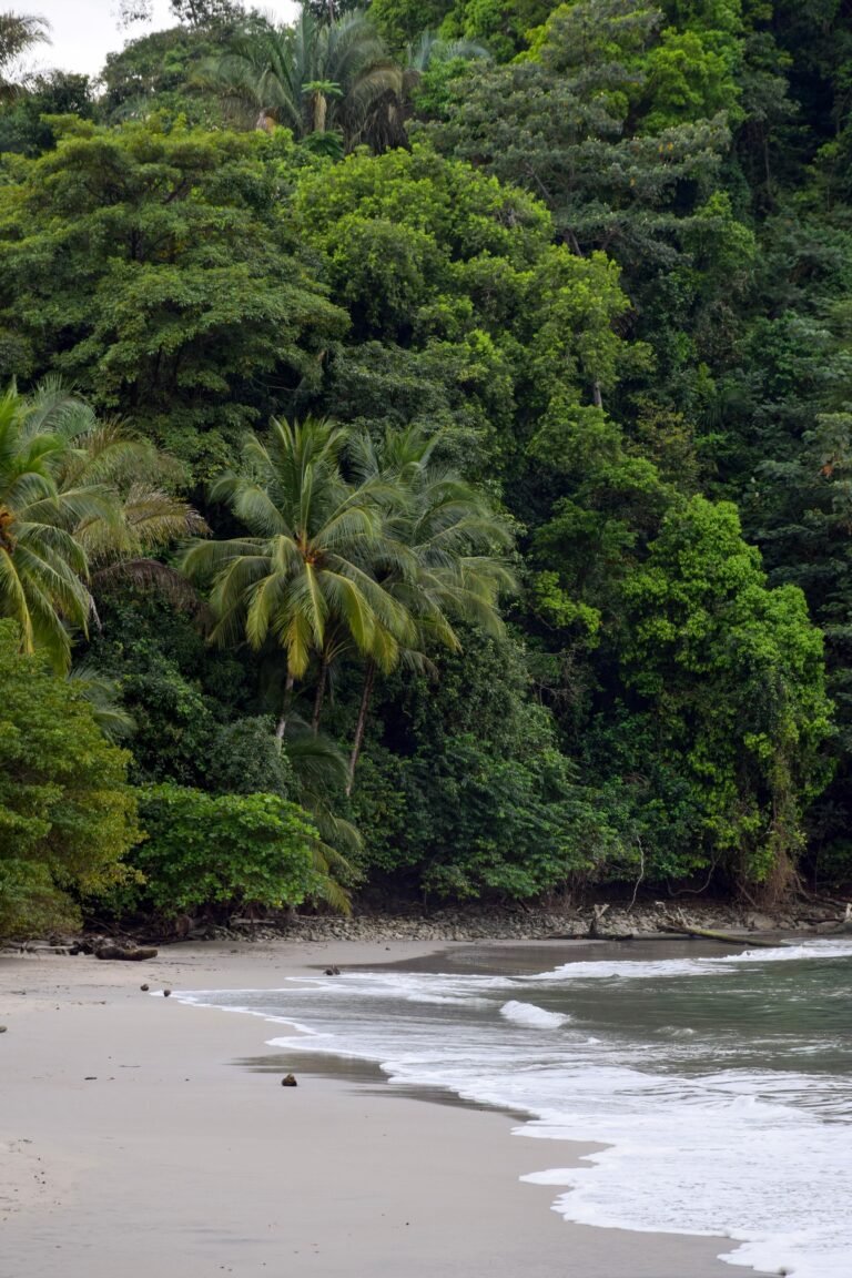 Manuel Antonio Guide: Tickets, Wildlife, and Tips for Costa Rica's Smallest Park