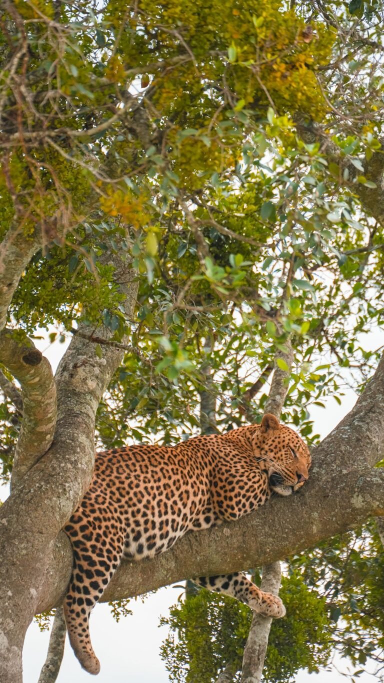 Masai Mara Safari: Getting There, Where to Stay and What It Costs