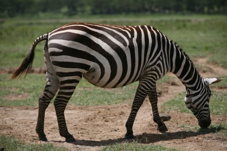 Serengeti Safari: How to Get There, Where to Stay and the Migration